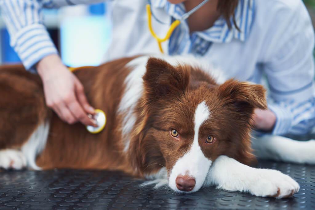 Treatment options for dog allergies