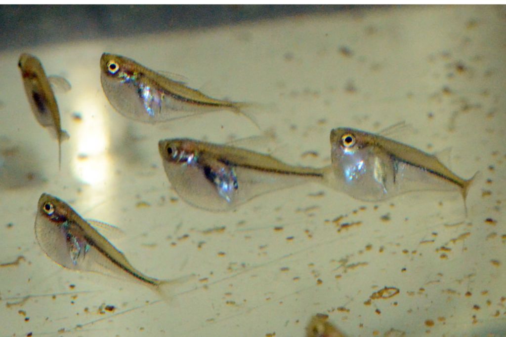 Small Aquarium Fish