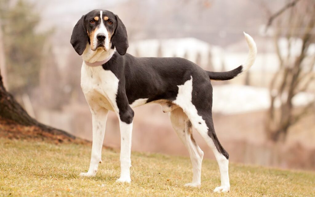 why are coonhounds are difficult to train