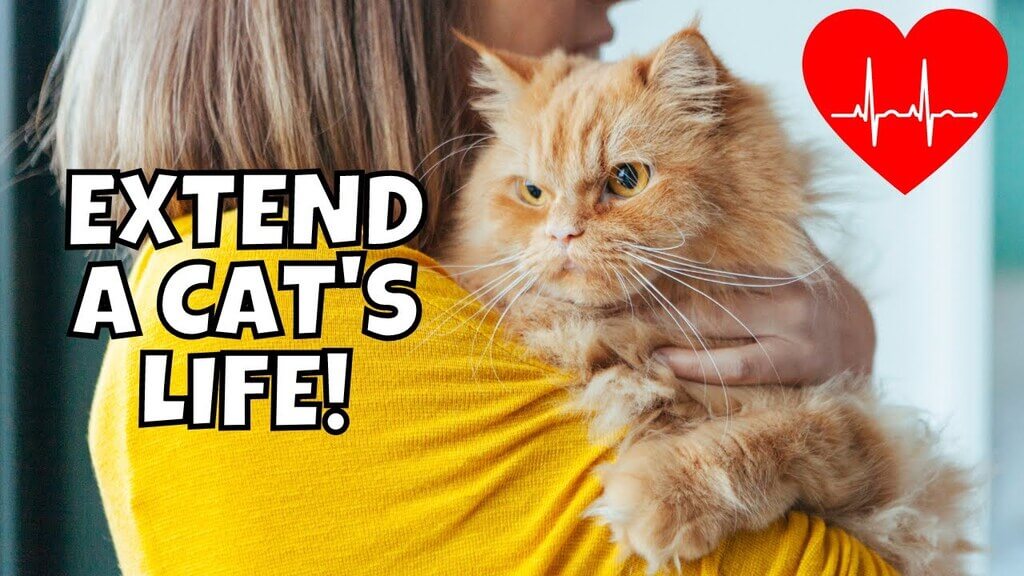 extend cat life