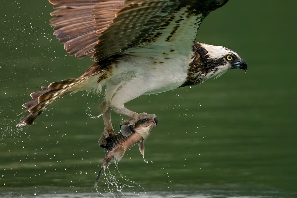osprey bird Hunting a fish