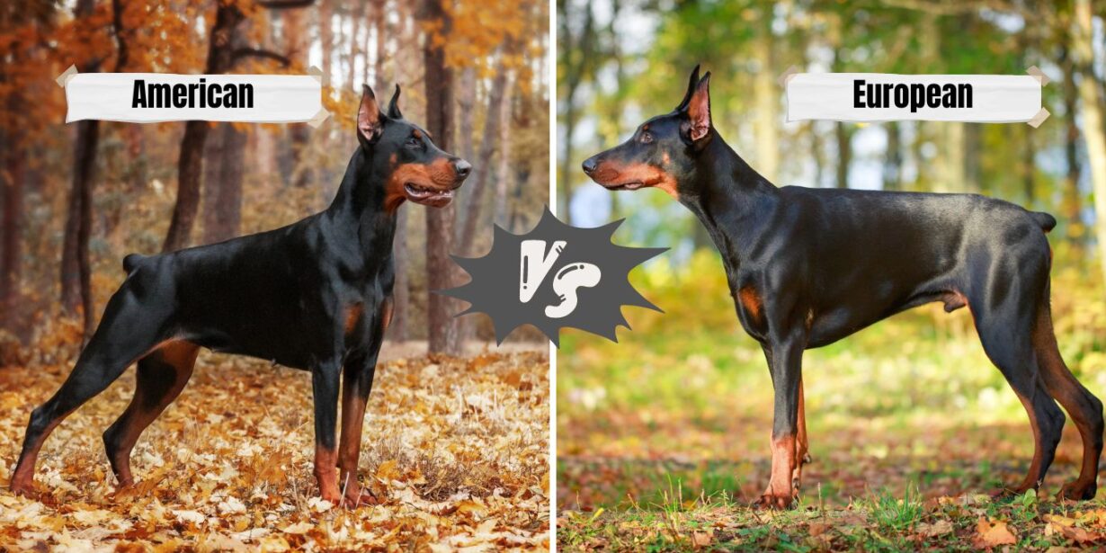 American Vs. European Doberman, Which One Will You Choose? - Pets Nurturing