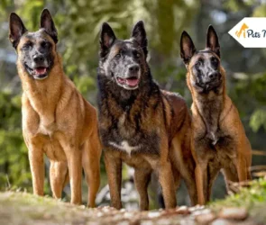 Belgian Malinois Dog Breed