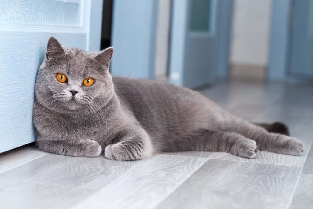 British Shorthair Cat Coat Colors