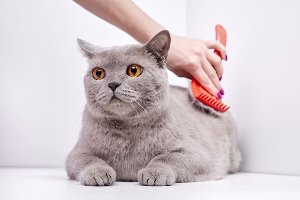 British Shorthair Cat Grooming Needs 