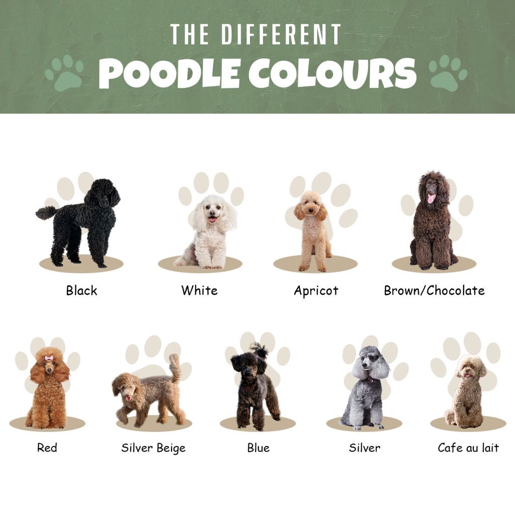Coat Type and Color toy poodle