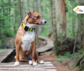 GPS tracker for dogs