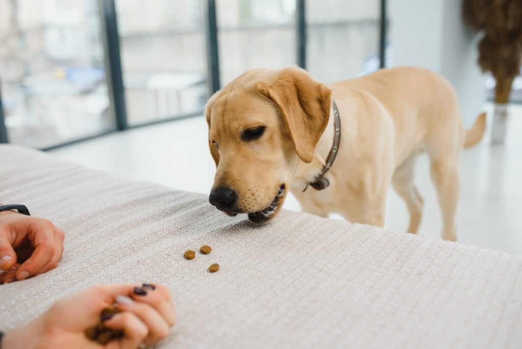 Medications for dogs