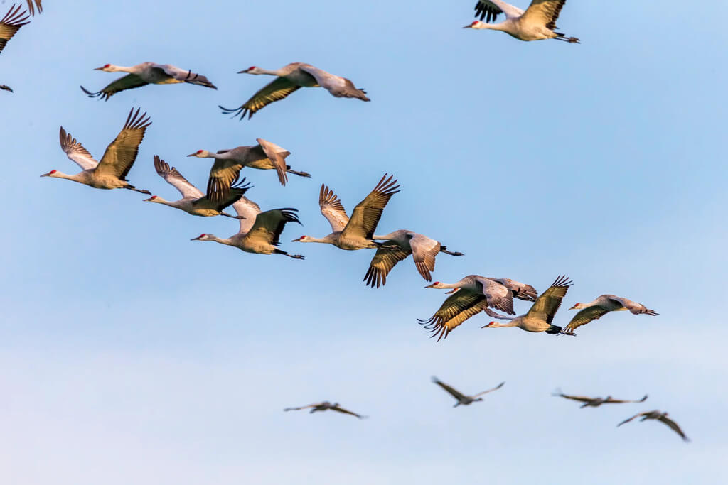 Migration challenges for birds