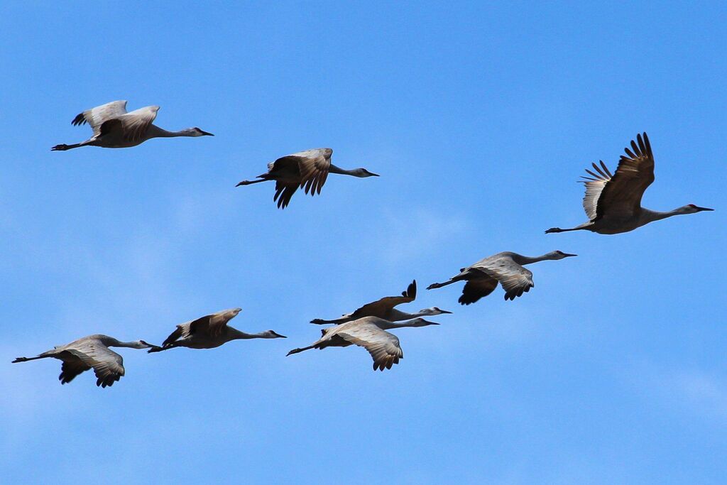 A flock of birds flying in sky
