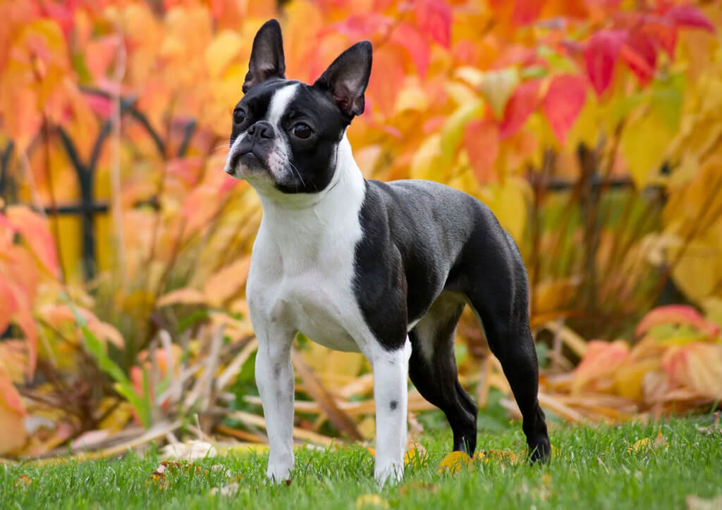 Boston terrier dog breed