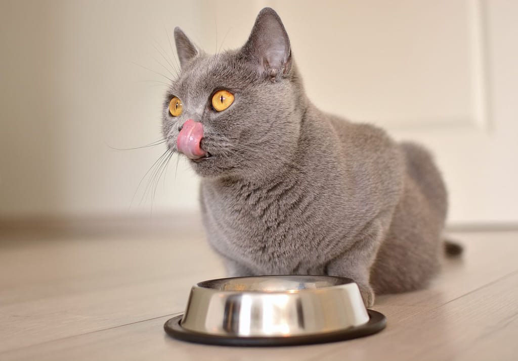 British Shorthair Cat Health and Nutrition 