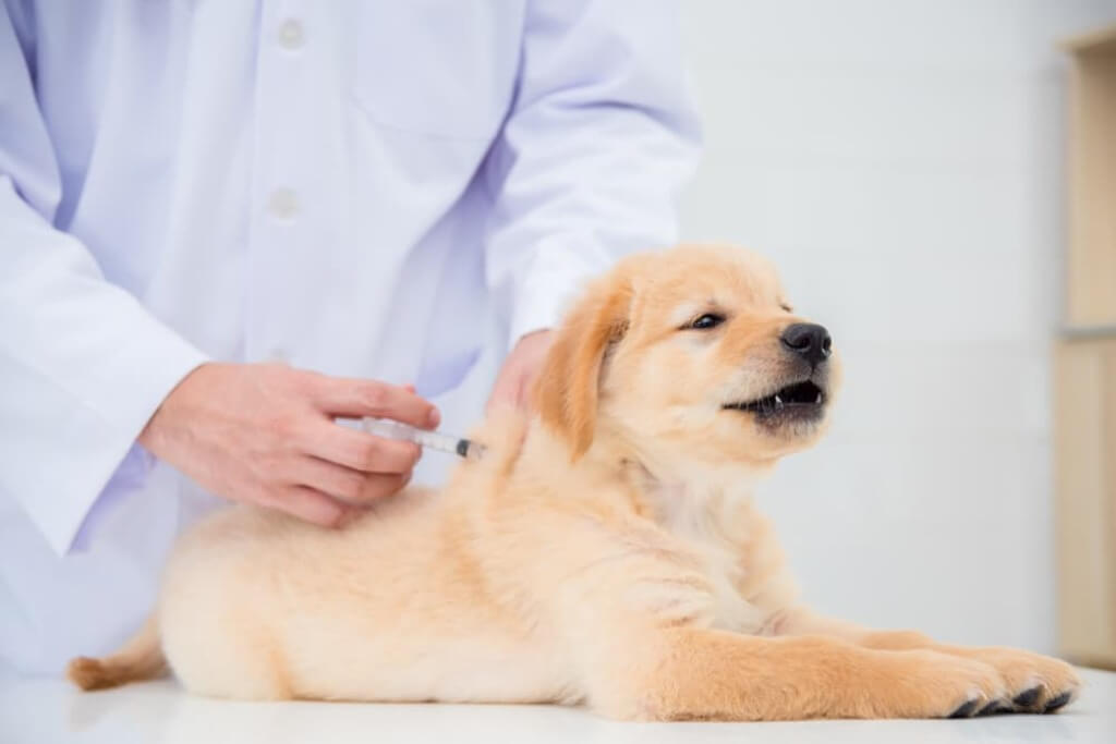 Types of Vaccines for pets