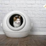 Best Automatic Litter Box