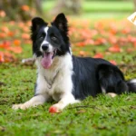 Border Collie Dog Breed
