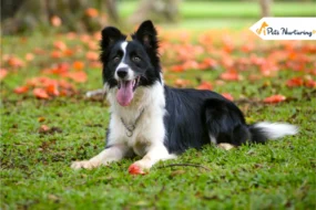 Border Collie Dog Breed