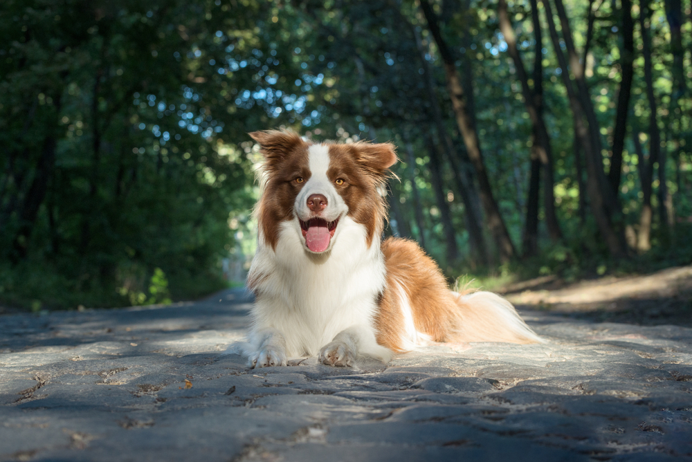 Coat and Color of border collie