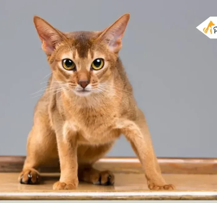 Devon Rex