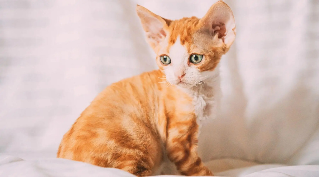 Exercise and training of Devon Rex