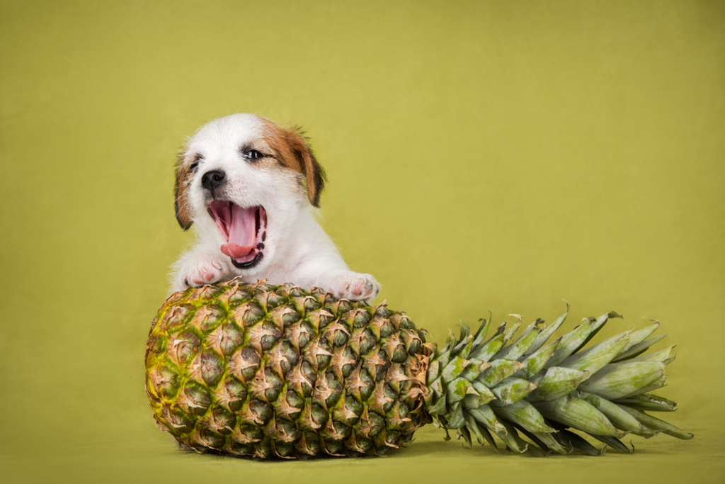 How Should I Feed Pineapple for Dogs