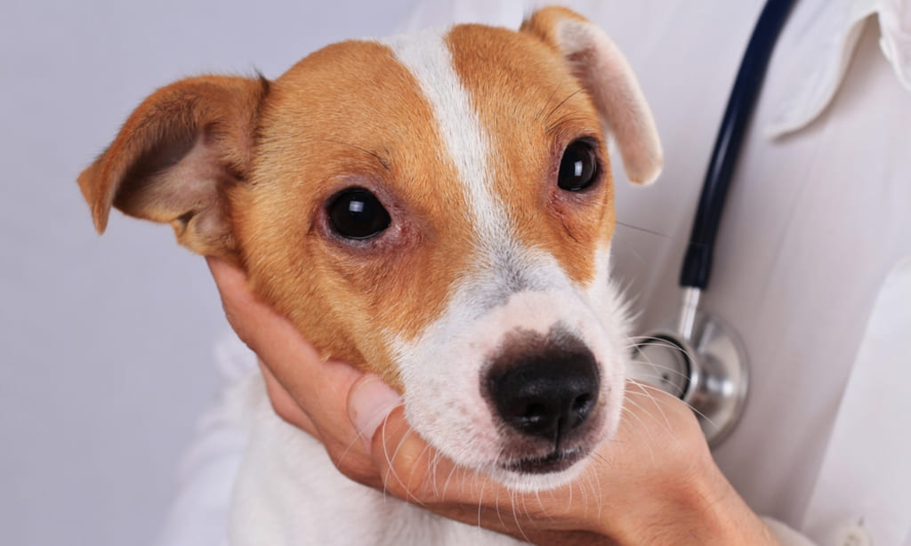 How to test for Kennel cough in dogs?