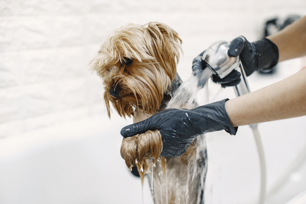 Grooming promotes physical health of the dog