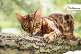 Rusty Spotted Cats For Sale