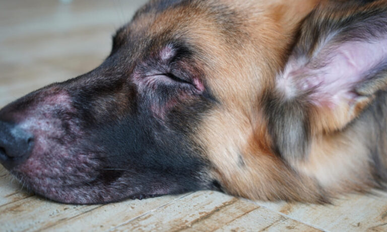 Kennel Cough in Dogs: Symptoms and Treatments - Pets Nurturing