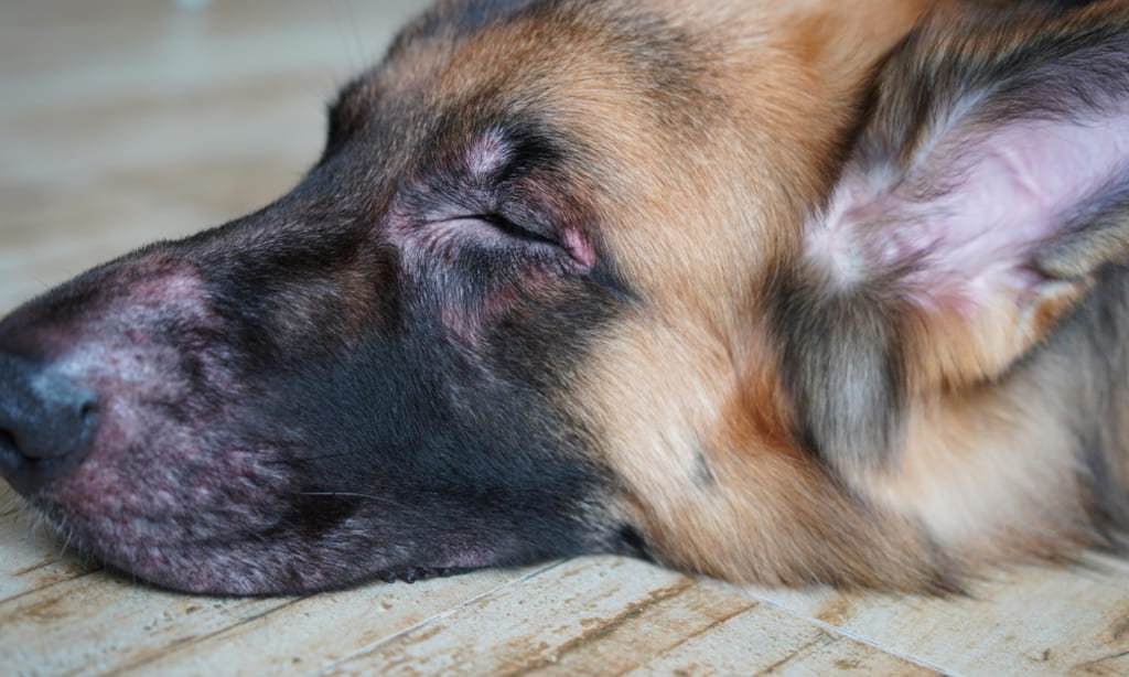 Symptoms of Kennel cough: