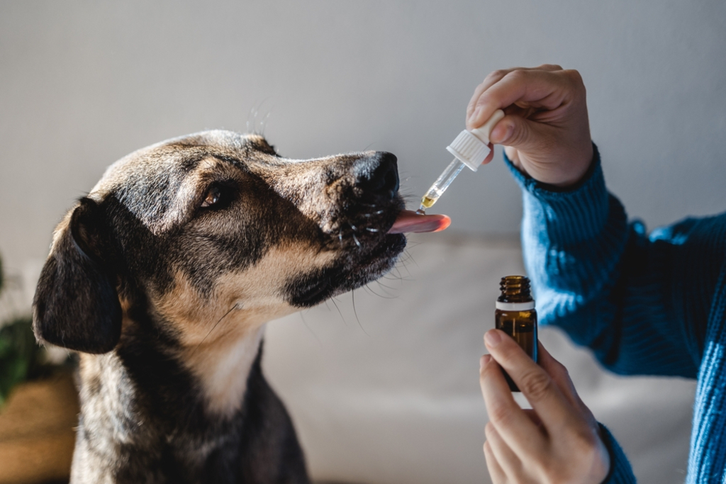 Treatment for Vomiting in Dogs