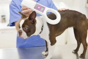 Updating Your Pet's Microchip Details