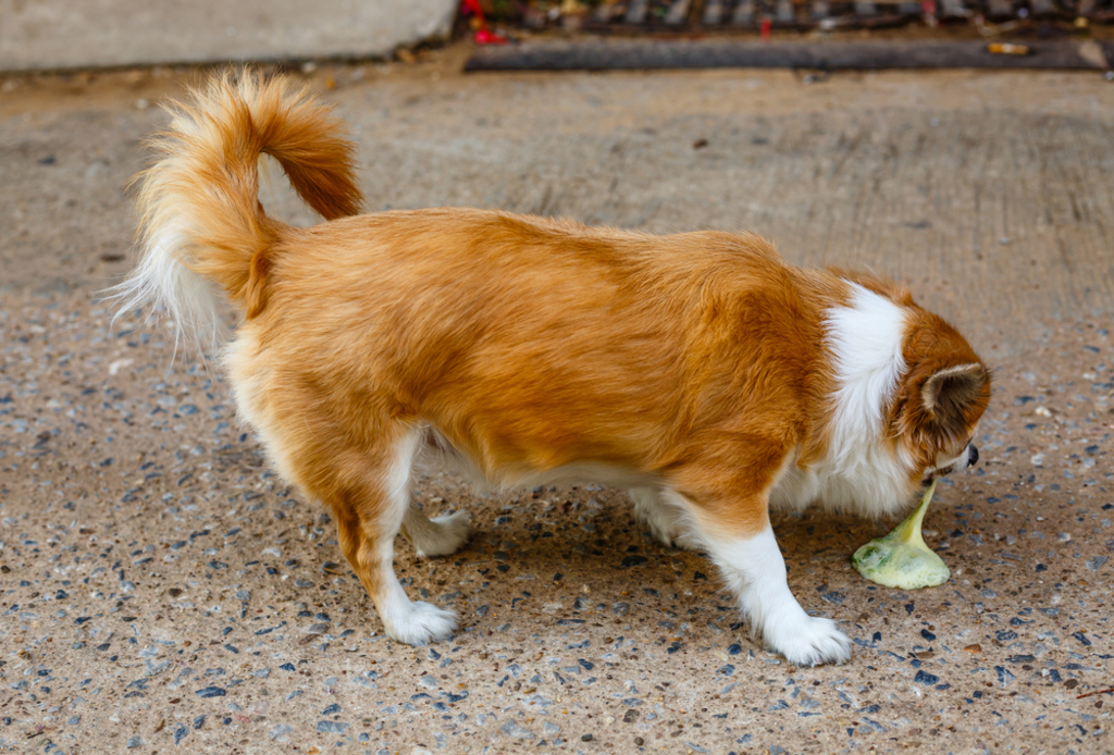 What To Do If Your Dog is Vomiting White Foam