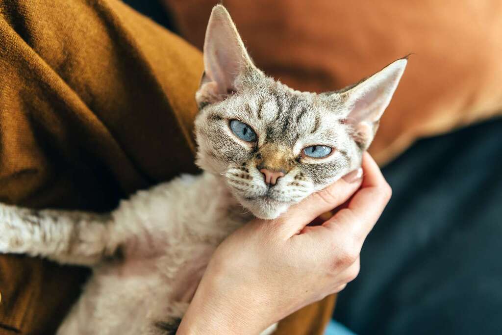 Characterstics and temperament of Devon Rex cat