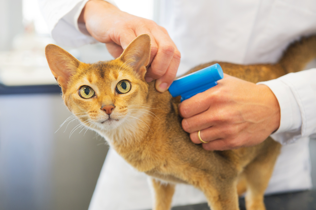 updating process of pets microchip 