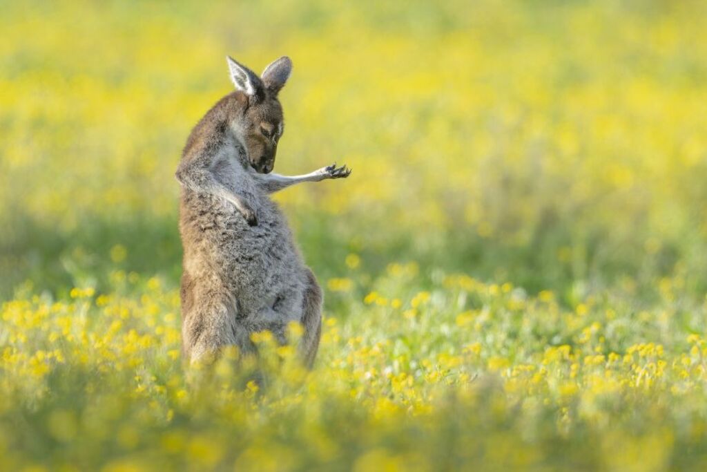 A Kangaroo playing air guitar