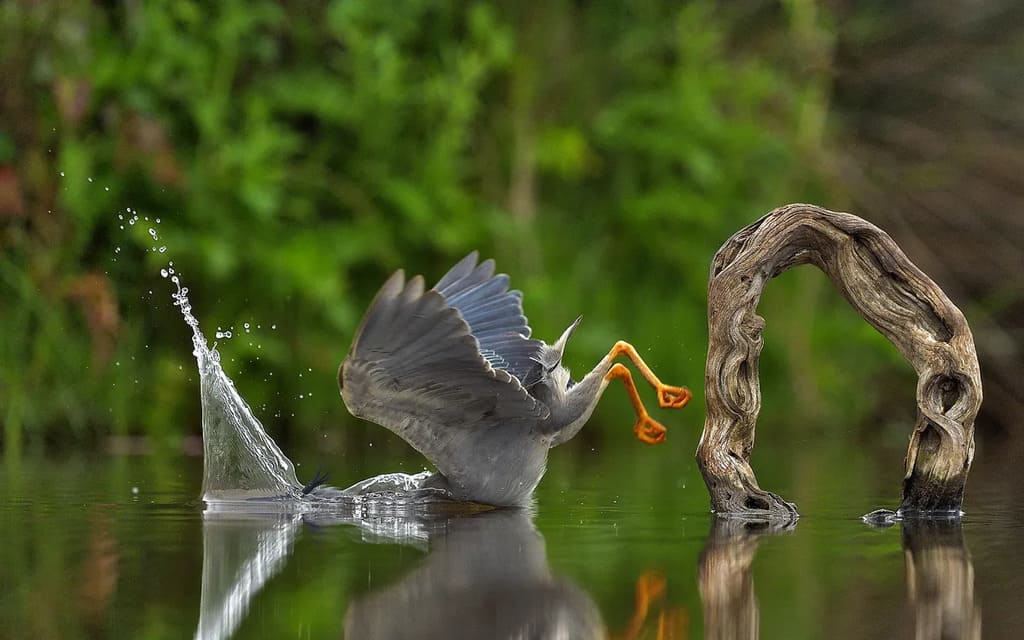 A heron takes a dive