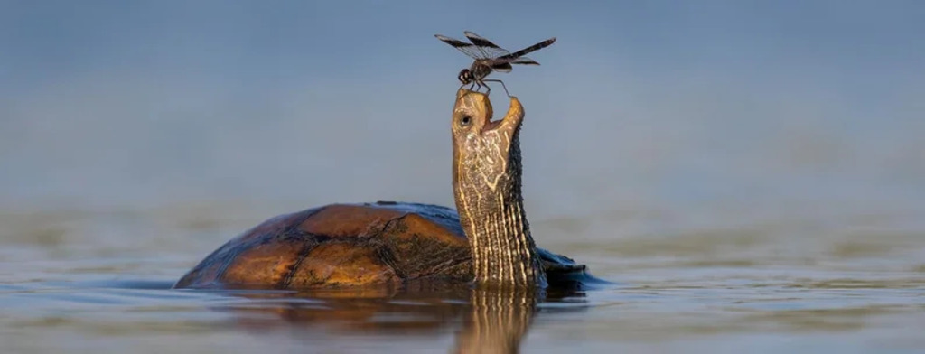 A turtle and a dragonfly