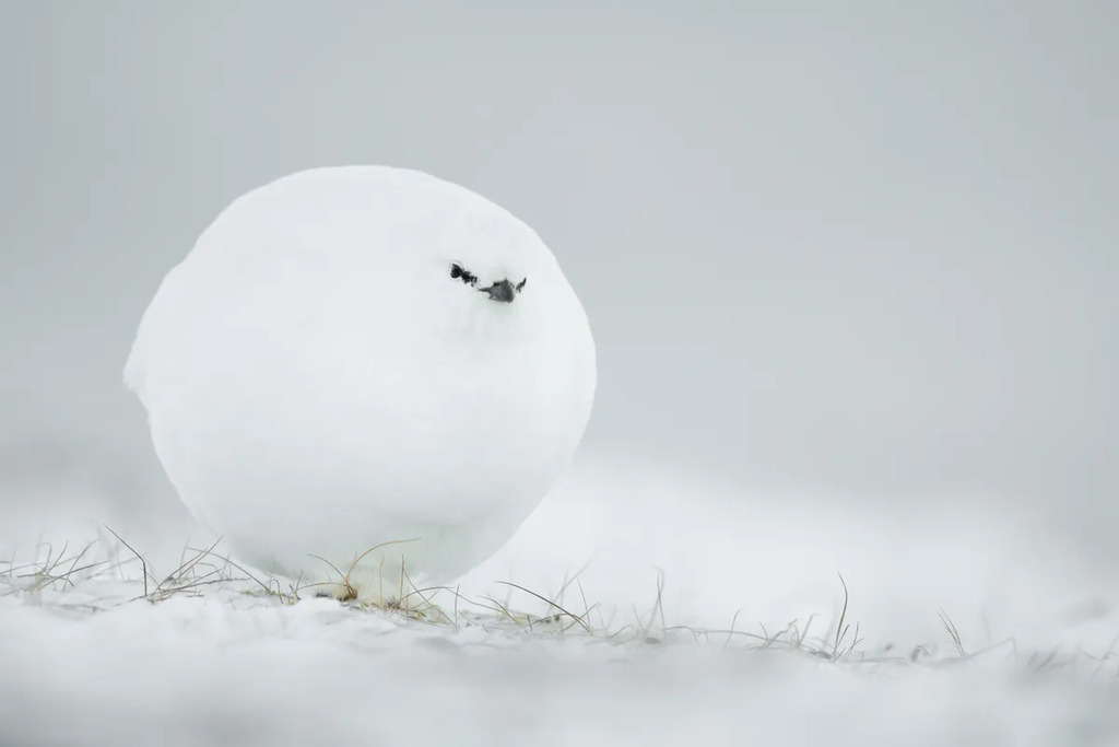 A white snowball grouse