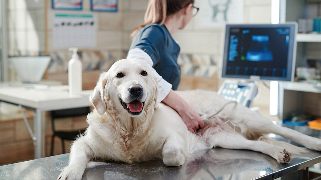 Accident and illness plan for pets insurance