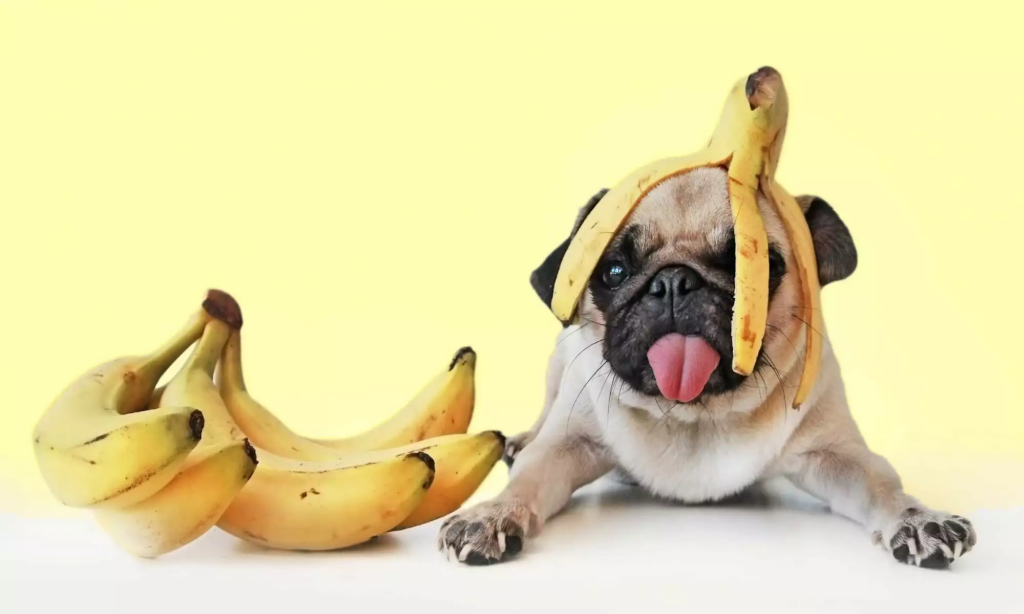 Dog with a banana
