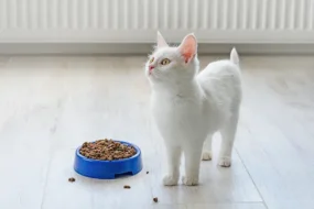 Avoderm Cat Food