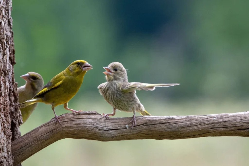 Baby greenfinch complaining to parents