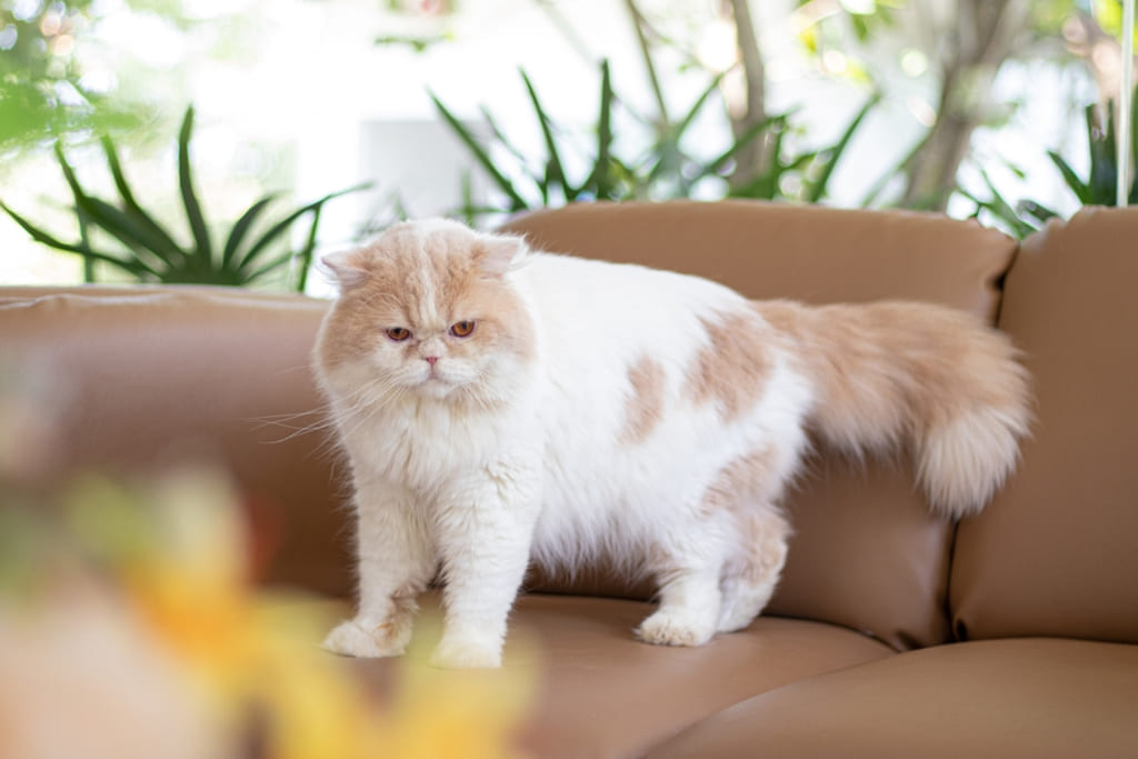 Behavior and Training of Persian Cat