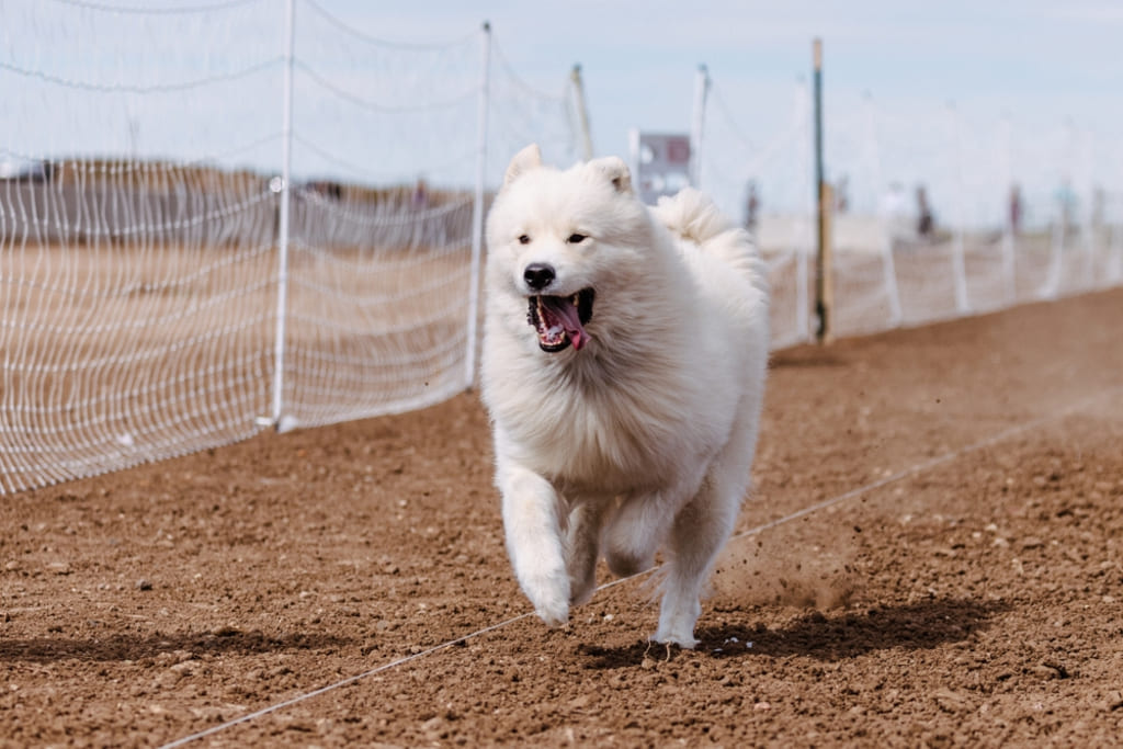 Behavior and Training of Samoyed Dog