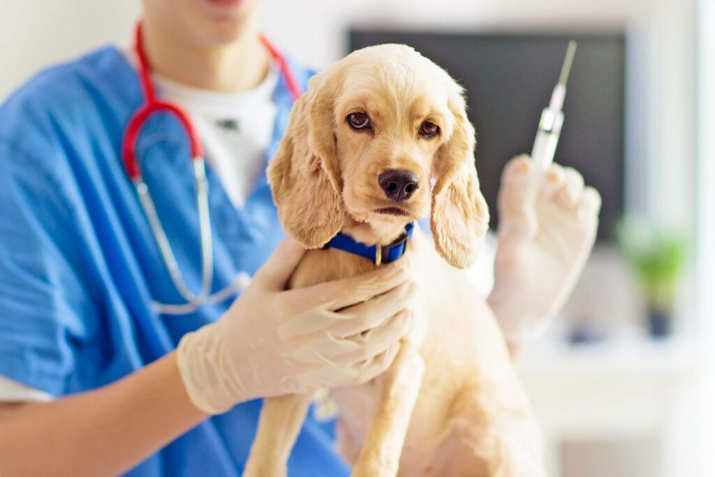 Benefits of canine vaccinations