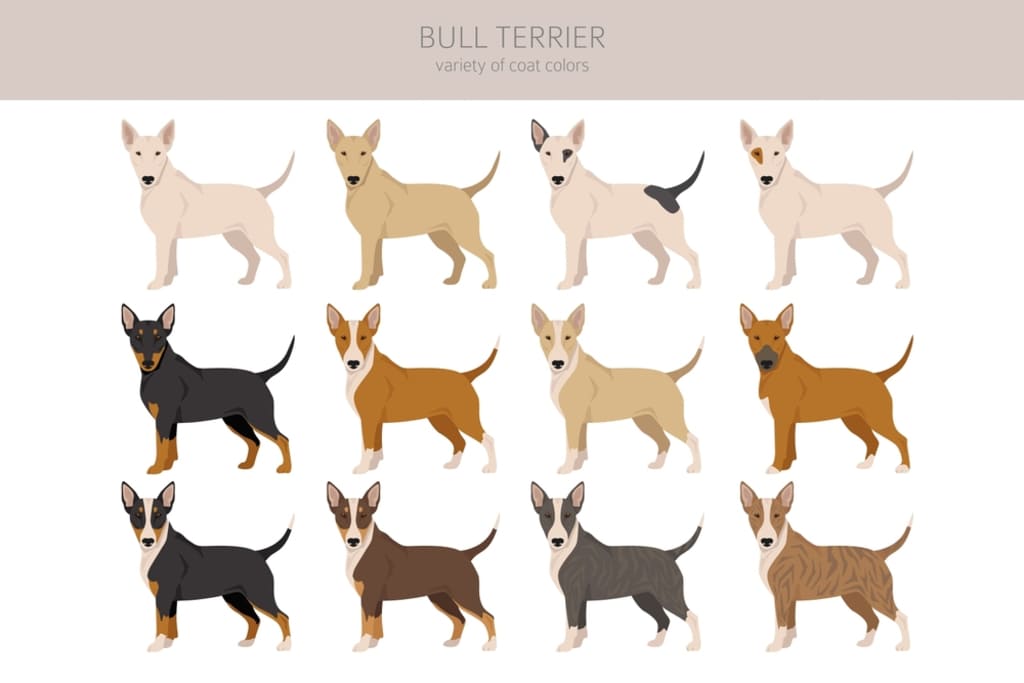 Bull Terrier Coat and Color