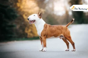 Bull Terrier Dog Breed