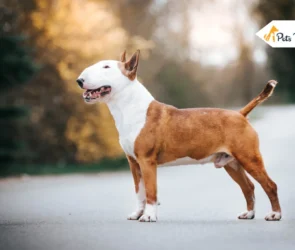 Bull Terrier Dog Breed