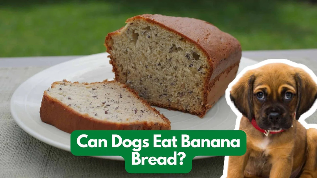 Dogs and banana bread
