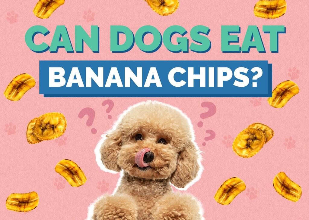 Can dogs eat banana chips
